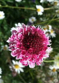 Scabiosa atropurpurea 'Beaujolais Bonnet'